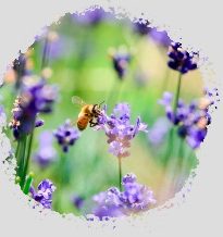 abejas algar de mesa
