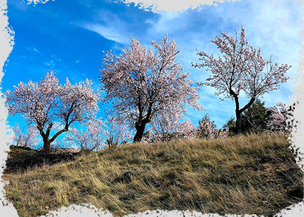algar de mesa almendros